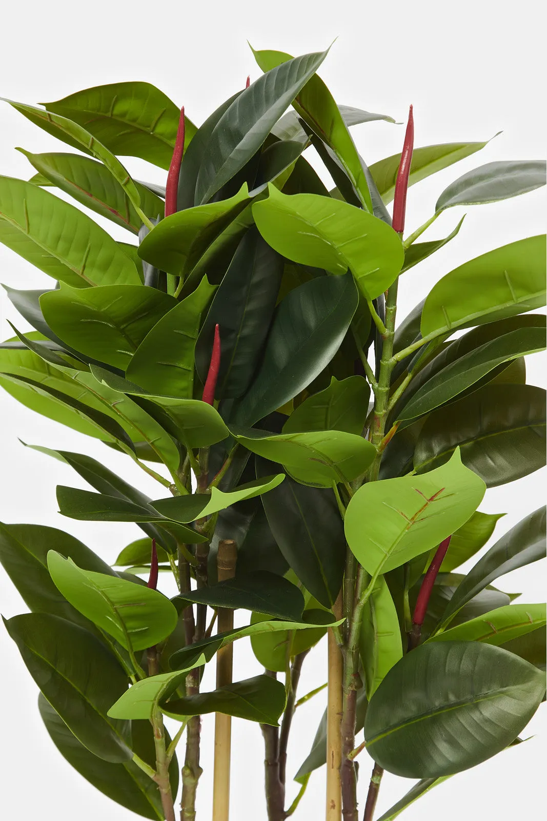 Artificial Rubber Plant In Ceramic Pot (94Cm)